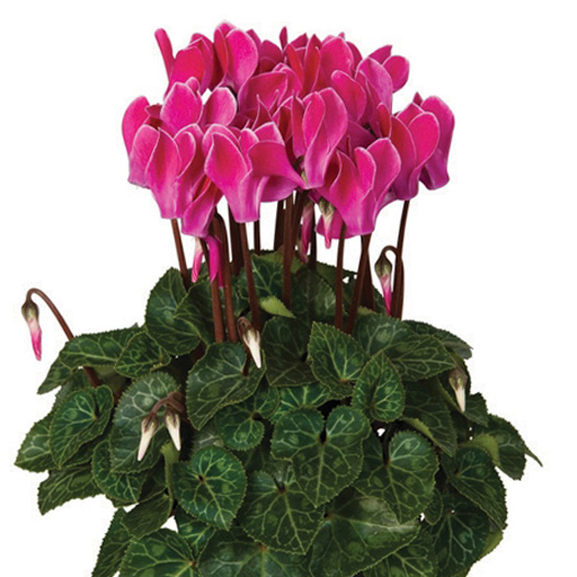 シクラメン F1　スーパーベラノ シリーズ ミニチュア系品種