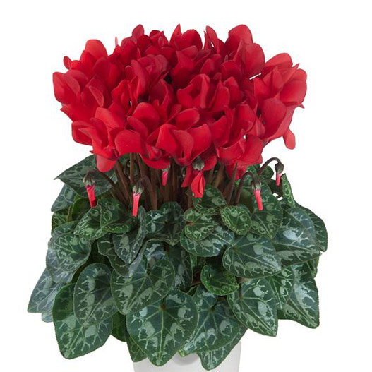 シクラメン F1　メティス シリーズ ミニチュア系品種