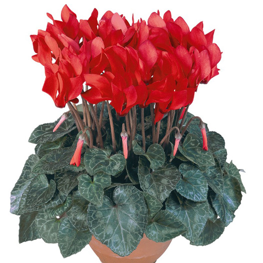 シクラメン F1　メティス シリーズ ミニチュア系品種