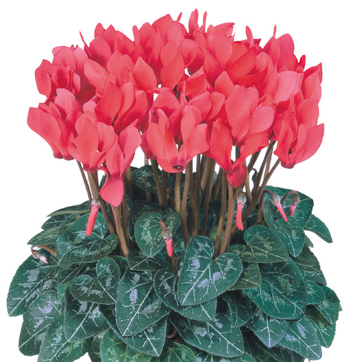 シクラメン F1　メティス シリーズ ミニチュア系品種