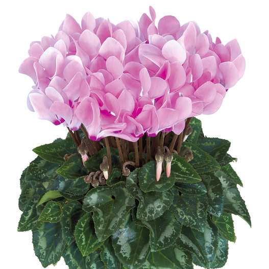 シクラメン F1　メティス シリーズ ミニチュア系品種