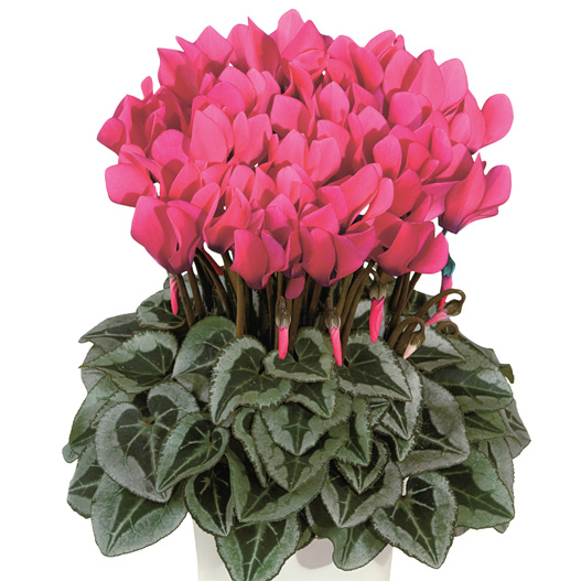 シクラメン F1　メティス シリーズ ミニチュア系品種