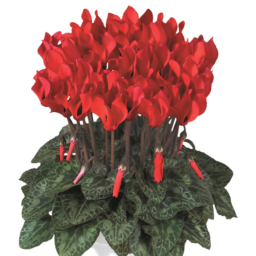 シクラメン F1　メティス シリーズ ミニチュア系品種