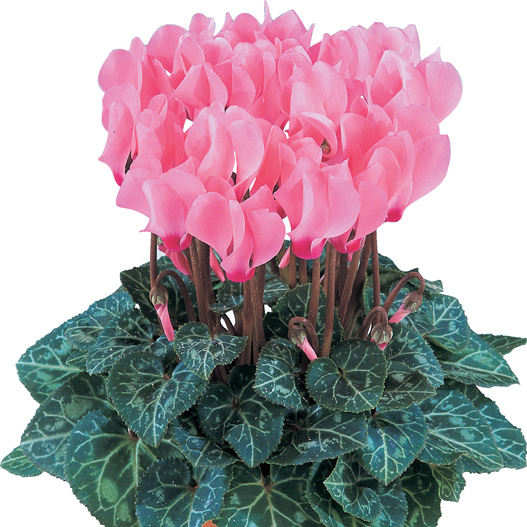 シクラメン F1　メティス シリーズ ミニチュア系品種