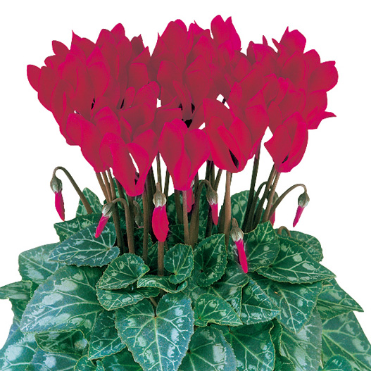 シクラメン F1　メティス シリーズ ミニチュア系品種