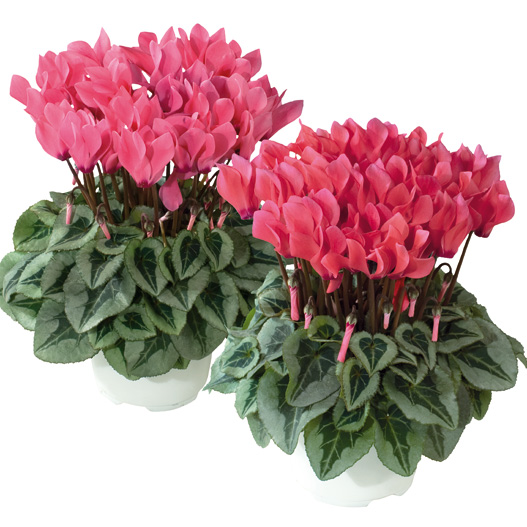 シクラメン F1　メティス シリーズ ミニチュア系品種