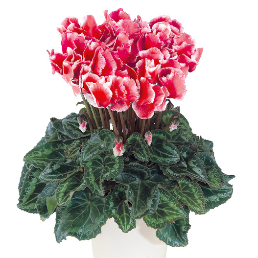 シクラメン F1 メティス アバニコ シリーズ ミニチュア系品種