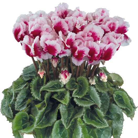 シクラメン F1 メティス アバニコ シリーズ ミニチュア系品種