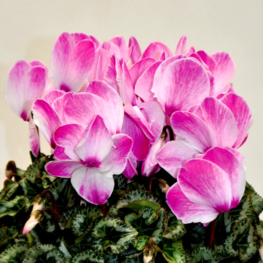 シクラメン 松尾シャワー シリーズ 大輪系品種