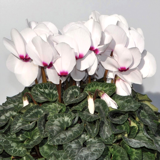 シクラメン 松尾パステル シリーズ 大輪系品種