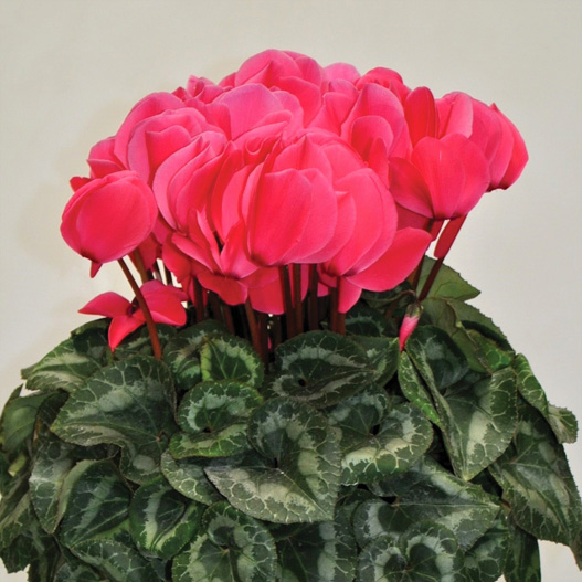 シクラメン 松尾パステル シリーズ 大輪系品種