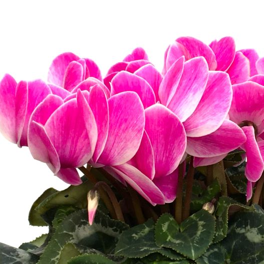 シクラメン　田中パステル シリーズ 大輪系品種