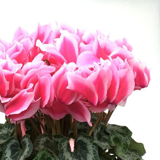 シクラメン　田中パステル シリーズ 大輪系品種