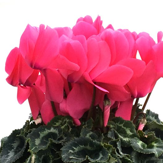 シクラメン　田中パステル シリーズ 大輪系品種