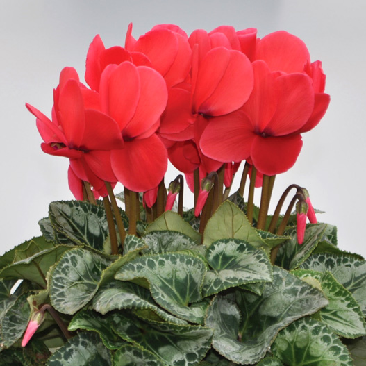 シクラメン　細金パステル シリーズ 大輪系品種