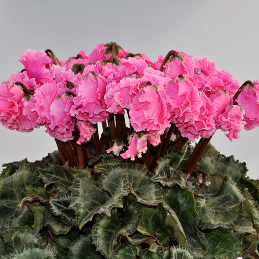 シクラメン　ドリカム シリーズ 中大輪系品種