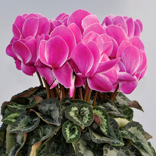 シクラメン　イッセイ シャワー シリーズ 大輪系品種