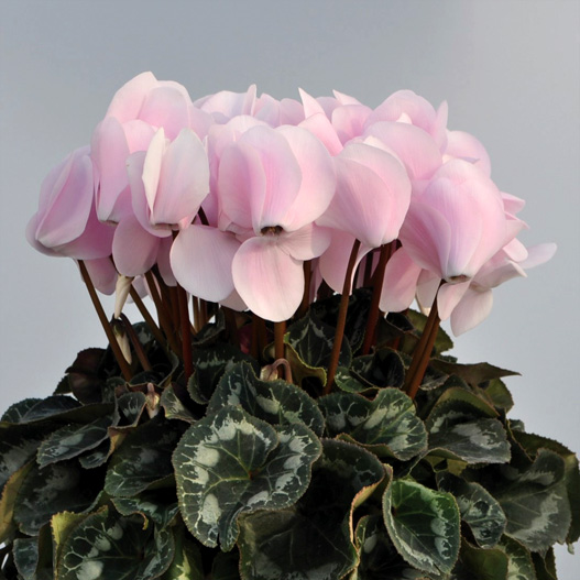 シクラメン　イッセイ パステル シリーズ 大輪系品種