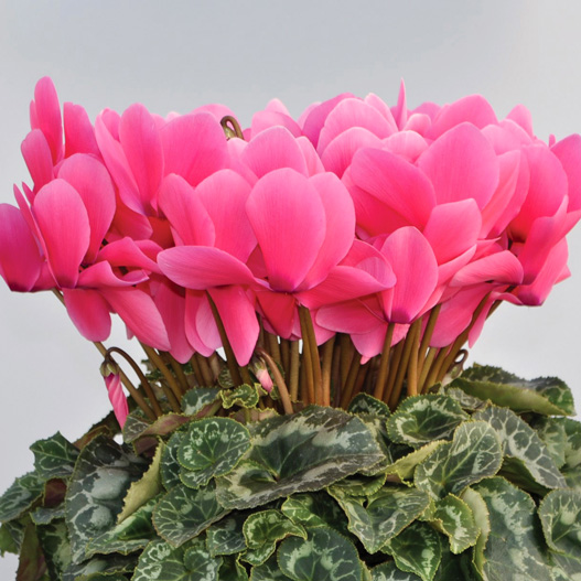 シクラメン　イッセイ パステル シリーズ 大輪系品種