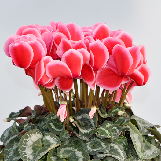 シクラメン　イッセイ リップ 大輪系品種