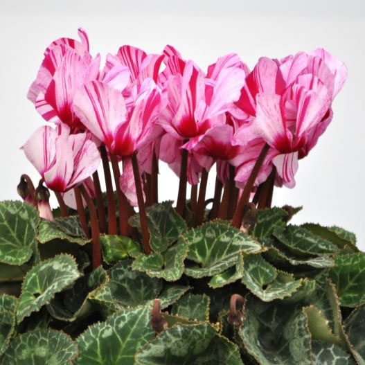 シクラメン　フォレスト ハーレカイン 大輪系品種