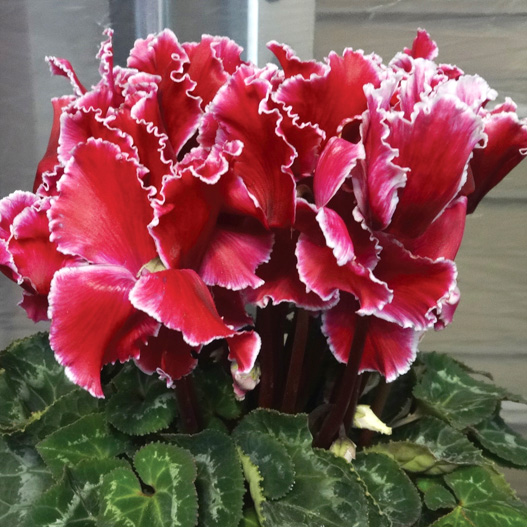 シクラメン　ホワイトフリル シリーズ 大輪系品種