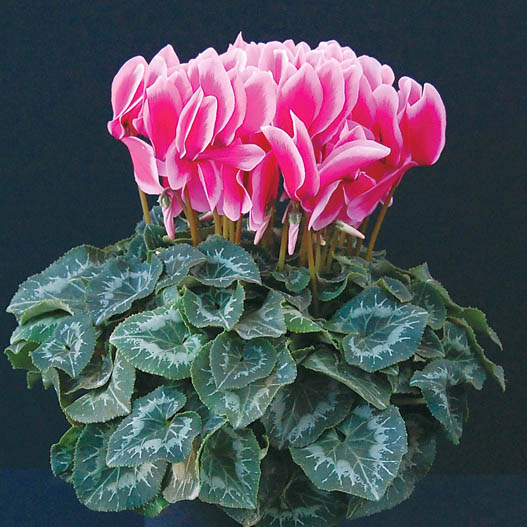 シクラメン　シャイニー シリーズ 大輪系品種