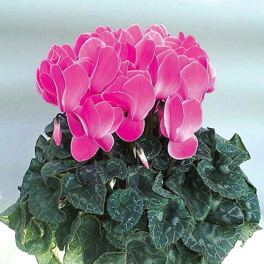 シクラメン　セレナ シリーズ 大輪系品種