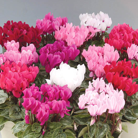 シクラメン　ステラ シリーズ ミニチュア系品種