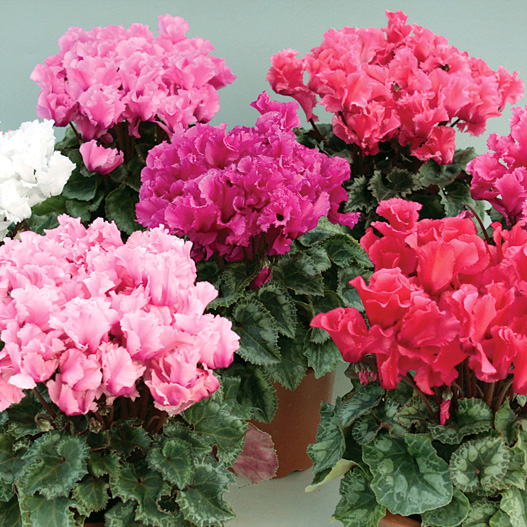 シクラメン　ファンシーフリル シリーズ ミニチュア系品種