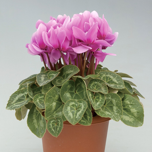 シクラメン F1　ハイライト シリーズ 中輪系品種