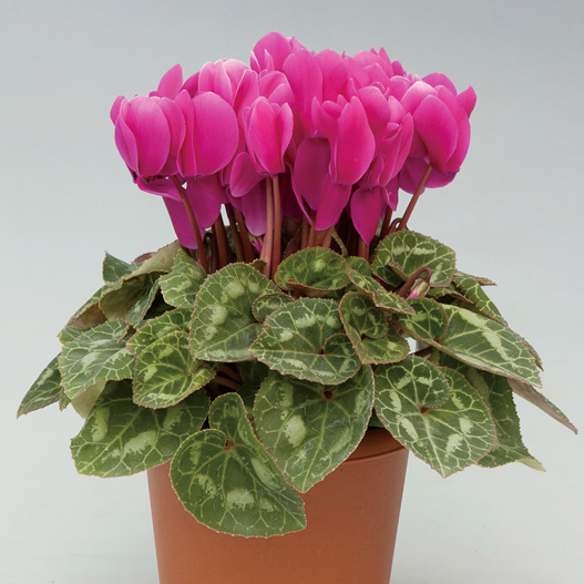 シクラメン F1　ハイライト シリーズ 中輪系品種