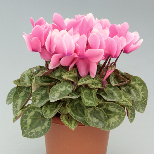 シクラメン F1　ハイライト シリーズ 中輪系品種