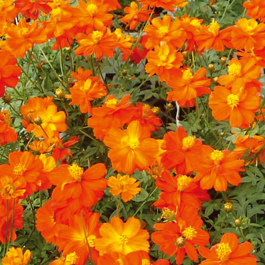 コスモス　コスミック シリーズ 黄花コスモス