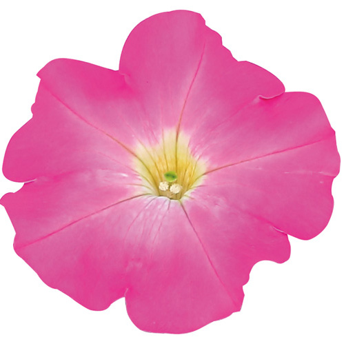 ペチュニア　よく咲くペチュニア バカラiQ シリーズ 