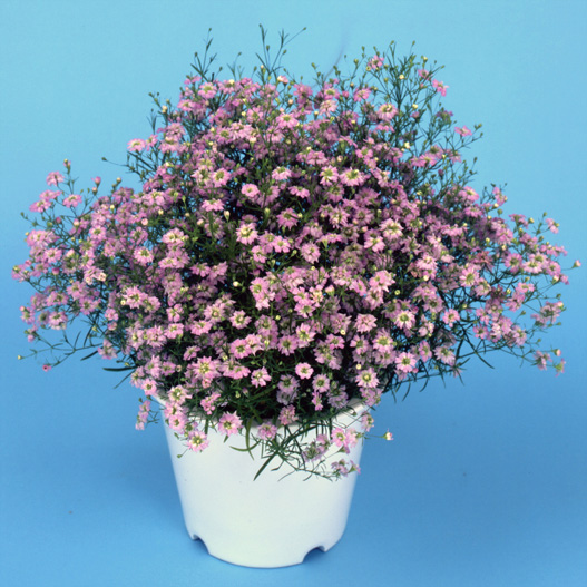 ジプソフィラ ジプシー シリーズ