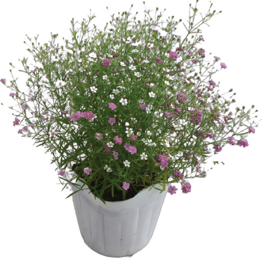 ジプソフィラ ジプシー シリーズ