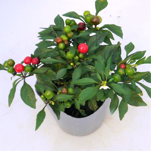 カプシカム　みもとうがらし シリーズ 観賞用とうがらし