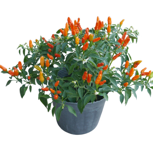 カプシカム　みもとうがらし シリーズ 観賞用とうがらし