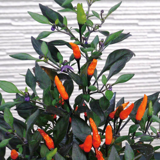 カプシカム　みもとうがらし シリーズ 観賞用とうがらし