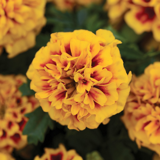 マリーゴールド フレンチ　ホットパック シリーズ 