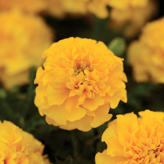 マリーゴールド フレンチ　ホットパック シリーズ 