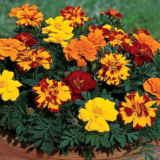 マリーゴールド フレンチ　デュランゴ シリーズ 