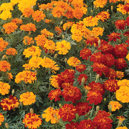 マリーゴールド フレンチ　デュランゴ シリーズ 