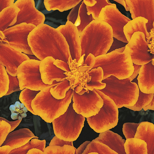 マリーゴールド フレンチ　デュランゴ シリーズ 