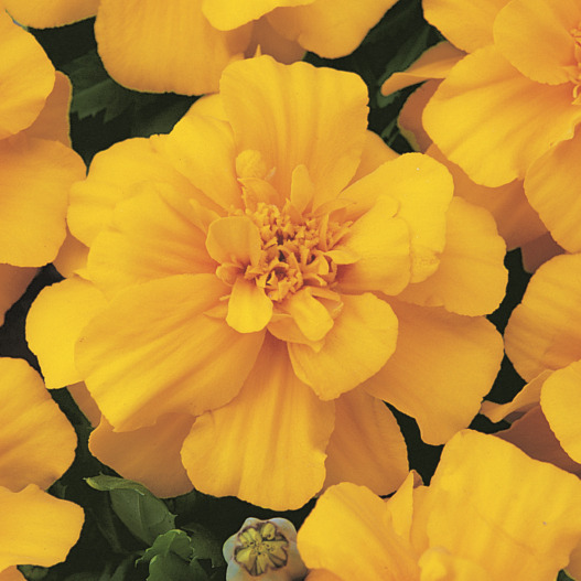 マリーゴールド フレンチ　デュランゴ シリーズ 