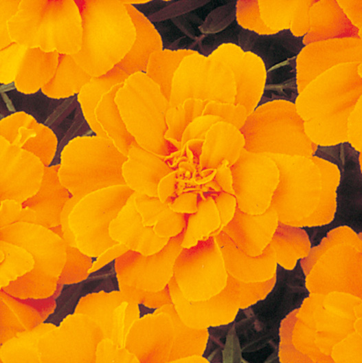 マリーゴールド フレンチ　デュランゴ シリーズ 