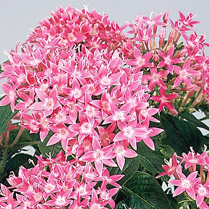 ペンタス F1　グラフィティ シリーズ 