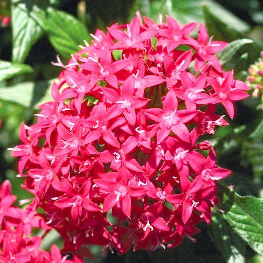 ペンタス F1　グラフィティ シリーズ 