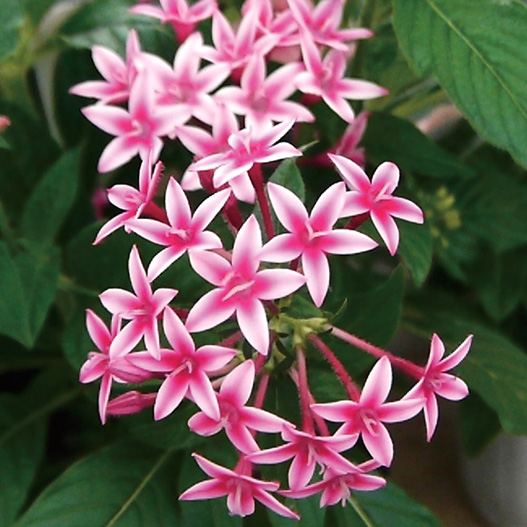 ペンタス F1　グラフィティ シリーズ 